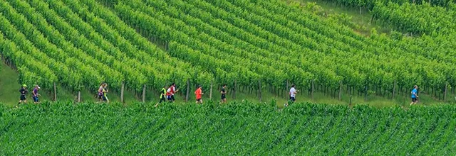 https://allmarathon.fr/images/marathons/marathon-vignobles-alsace.webp